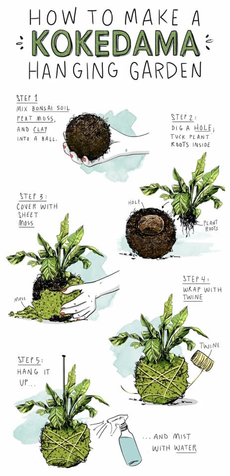 Kokedama Workshop - Coming Soon!