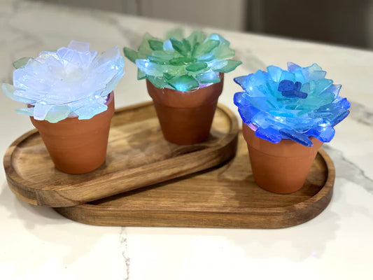 Terracotta Pot Sea Glass Succulent Kit